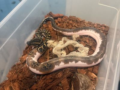 Pied Burmese Python Male