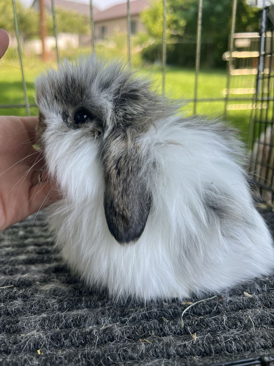 Friendliest Holland Lops Ever! Fuzzy and Normal coats