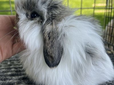 Friendliest Holland Lops Ever! Fuzzy and Normal coats