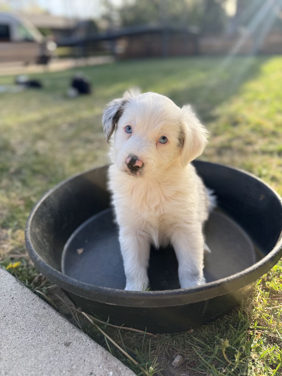Border Jack Puppies!