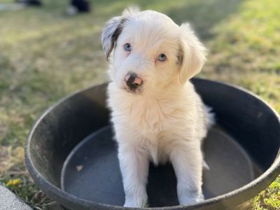 Border Jack Puppies!