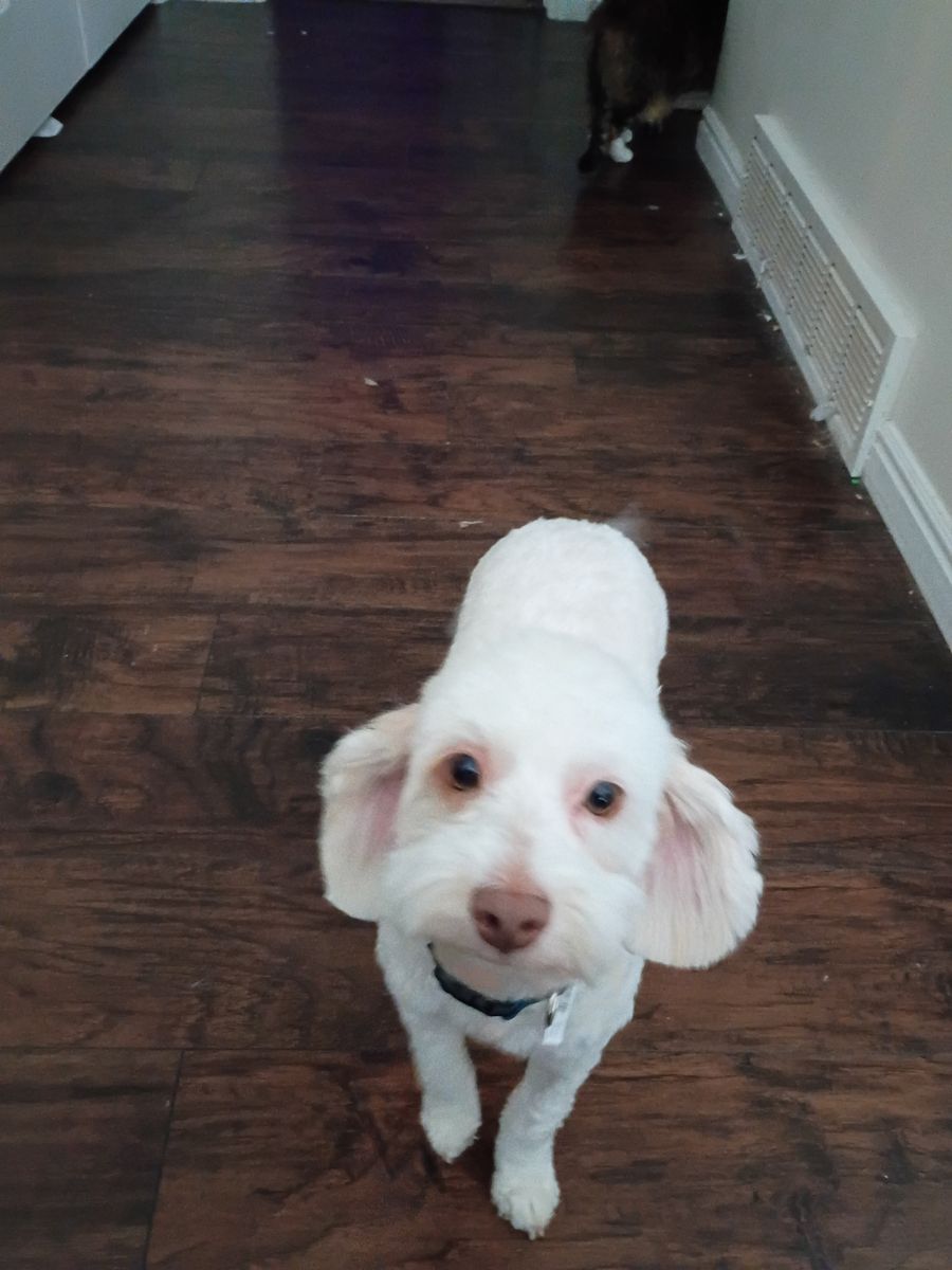 Male Havapoo 1 year old