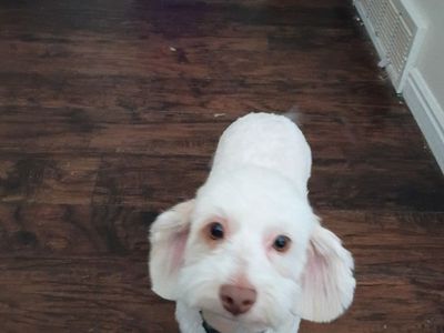 Male Havapoo 1 year old