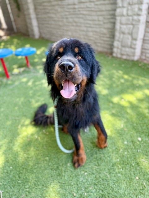 A163836 Bubba is Available for Adoption!