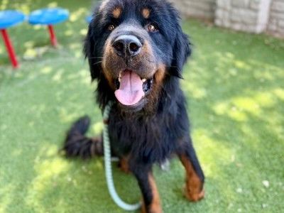 A163836 Bubba is Available for Adoption!