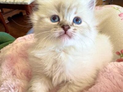SWEETEST/Gorgeous Blue lynx Ragdoll female (will stay Tiny) LESS Allergenic/Sheds LESS