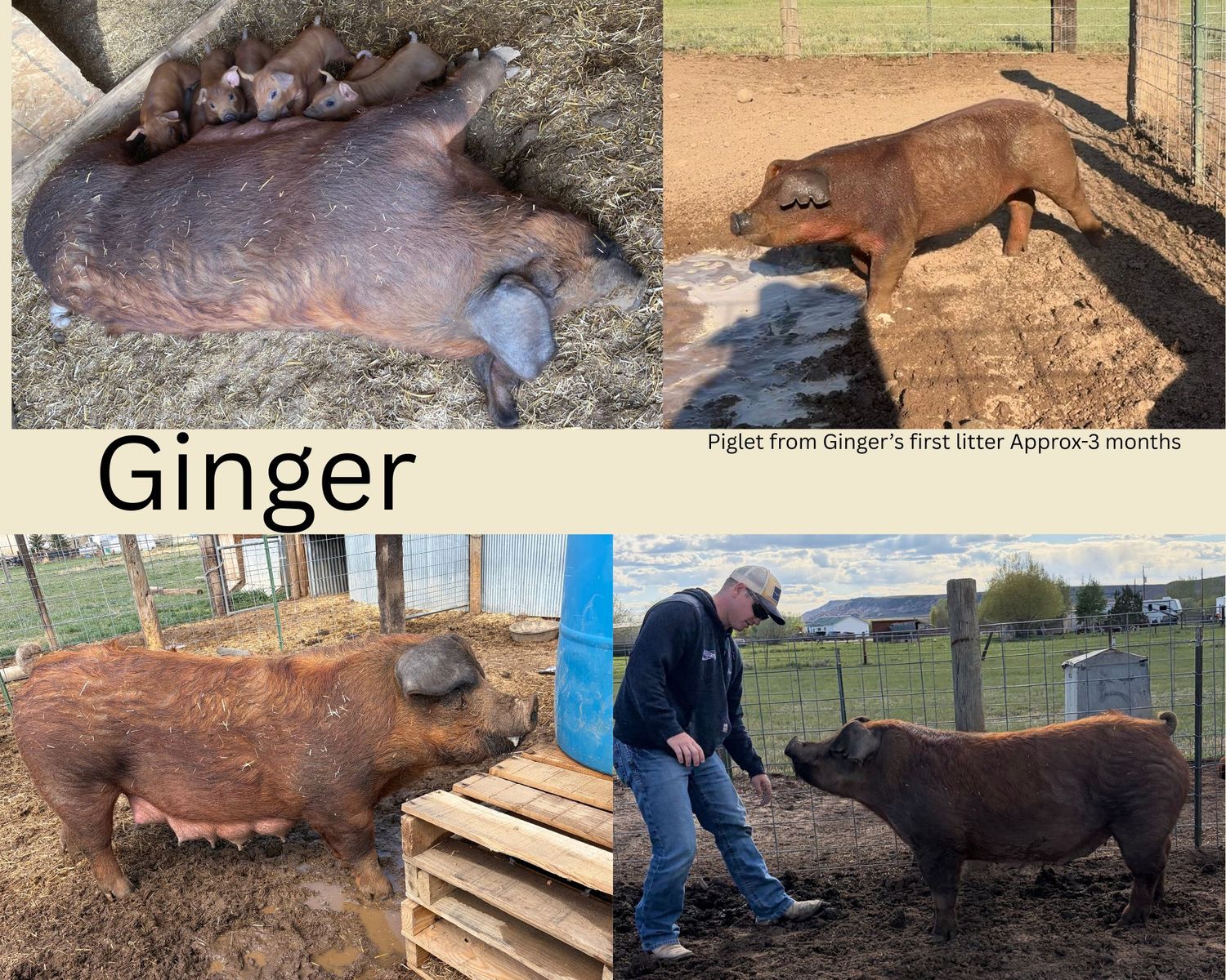 PB Duroc Sows