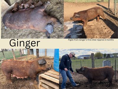 PB Duroc Sows