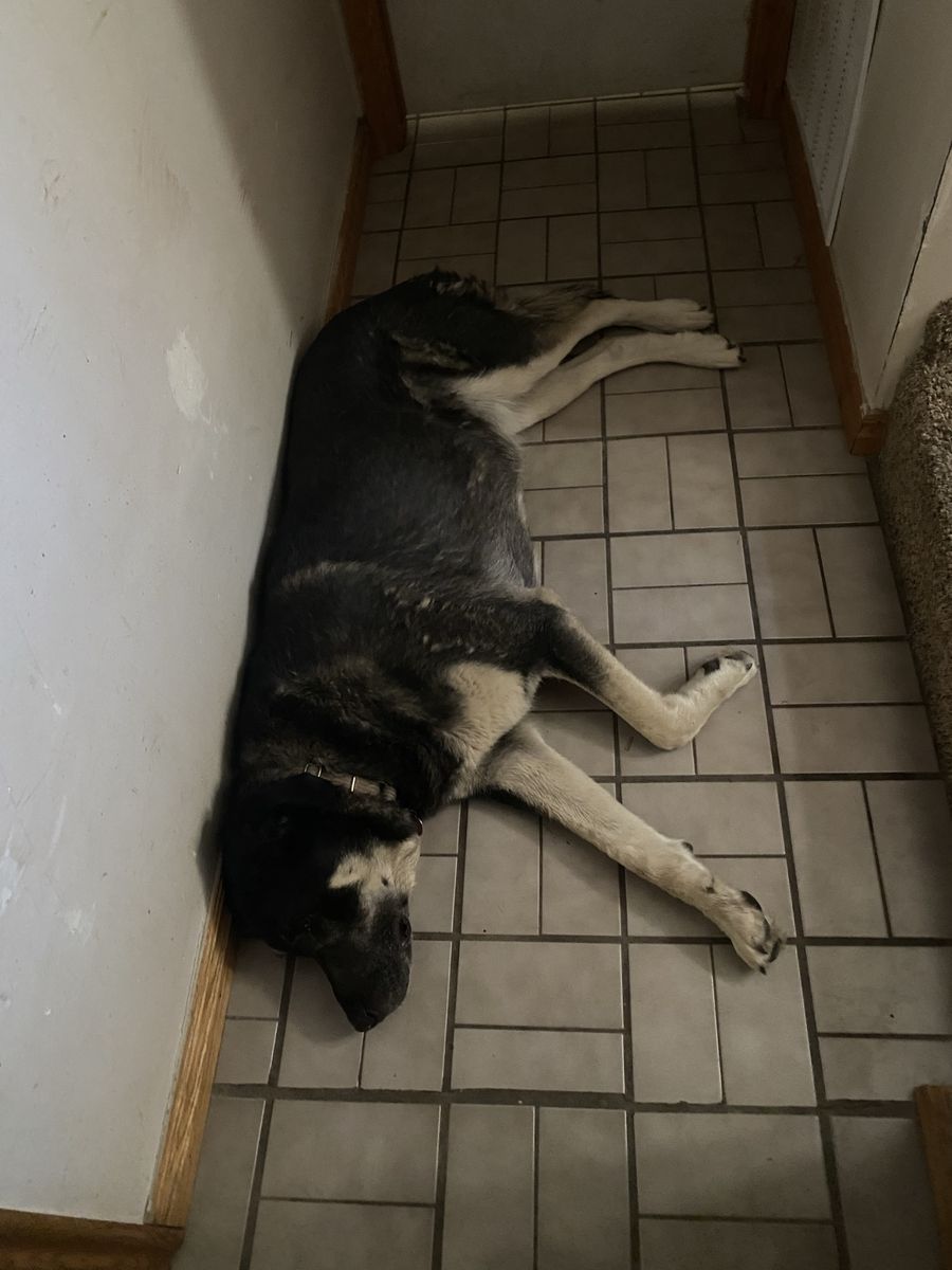 Adult 9-10 year old black lab ackbash mix