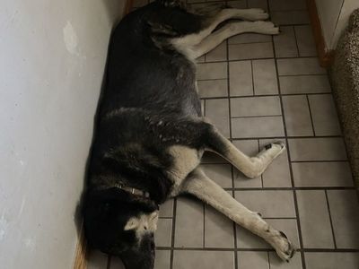 Adult 9-10 year old black lab ackbash mix