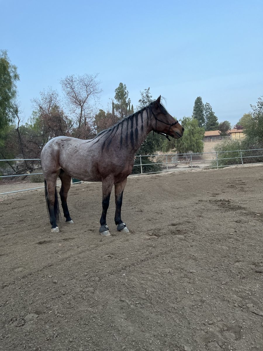 Lakota – 16 yr old Grade Mare