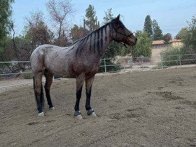 Lakota β 16 yr old Grade Mare