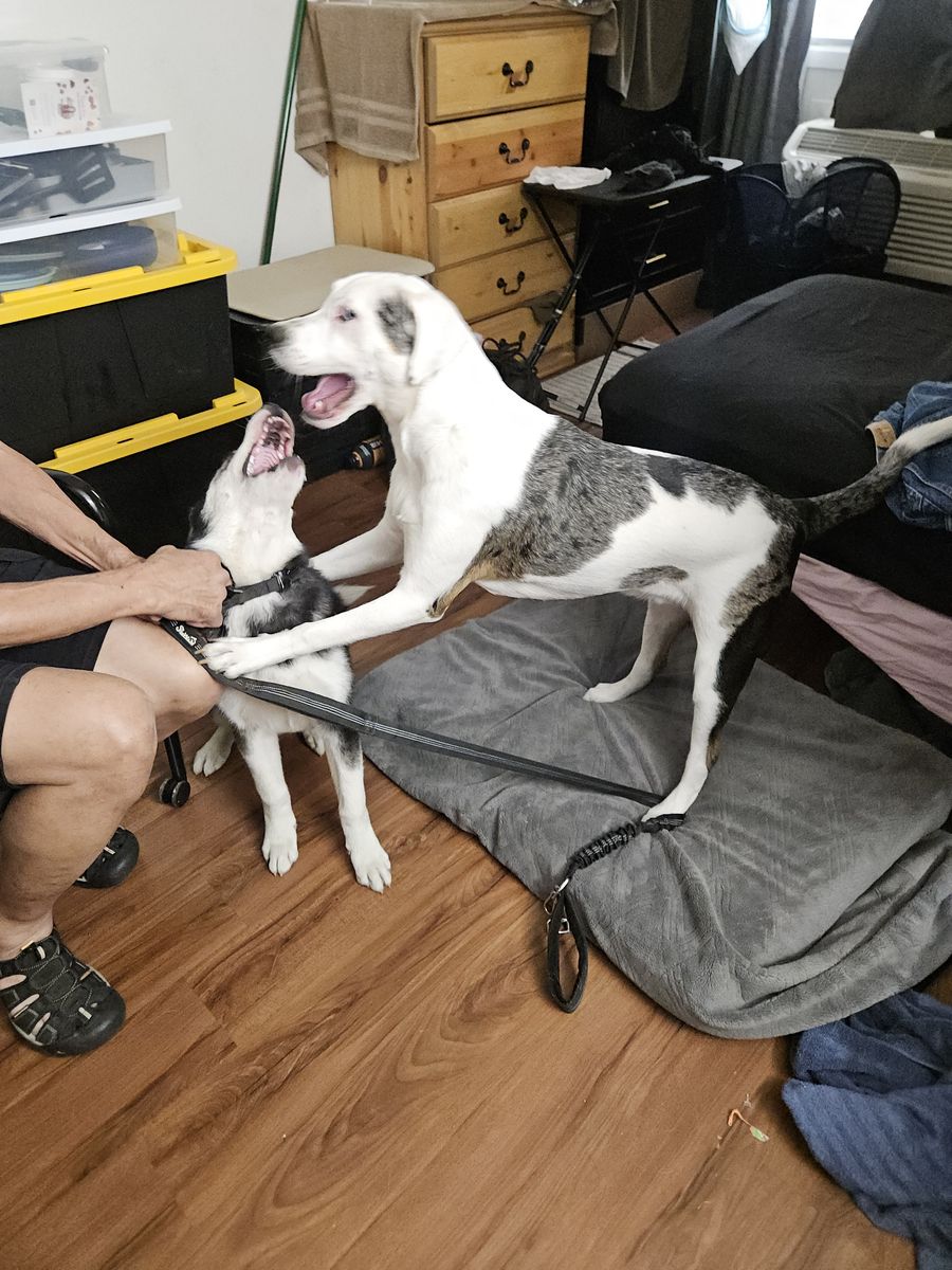 Free to good home. White & Brindle Siberian Husky / American Pit Bull Terrier