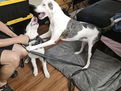 Free to good home. White & Brindle Siberian Husky / American Pit Bull Terrier