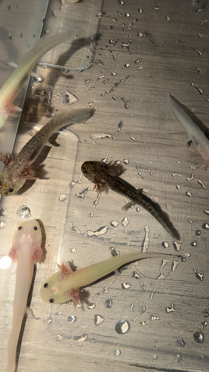 Axolotls