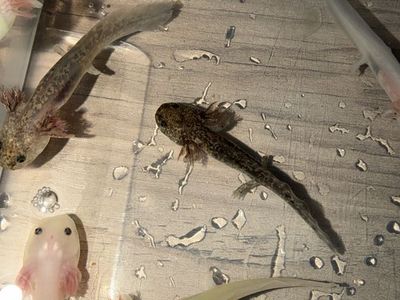 Axolotls
