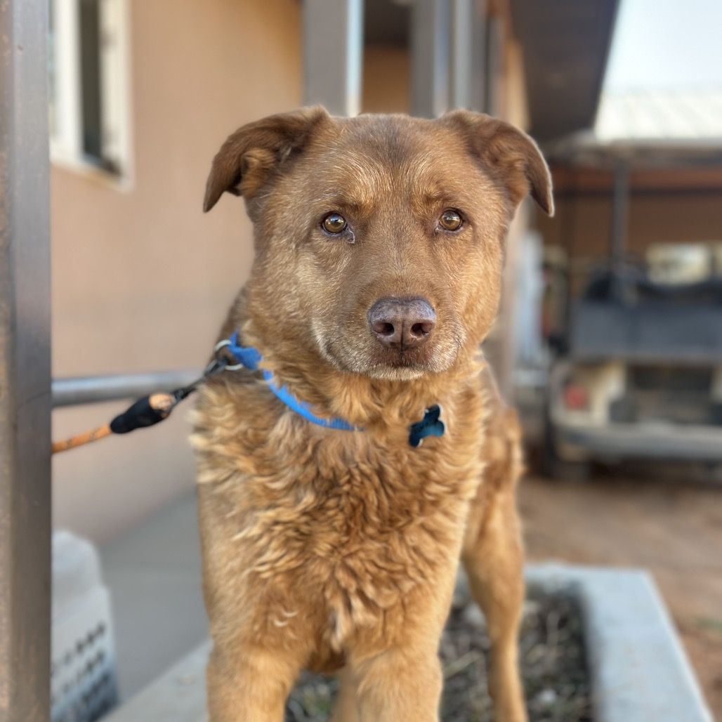 Hello my name is Turnip