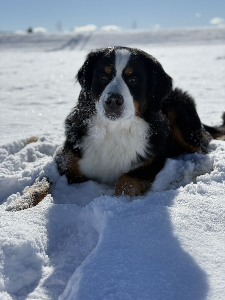 Bernese Mountain Dog (Stud Only)