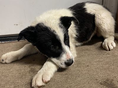 Border Collie Pups