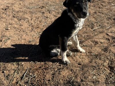 5 Month Old Border Collie Kelpie