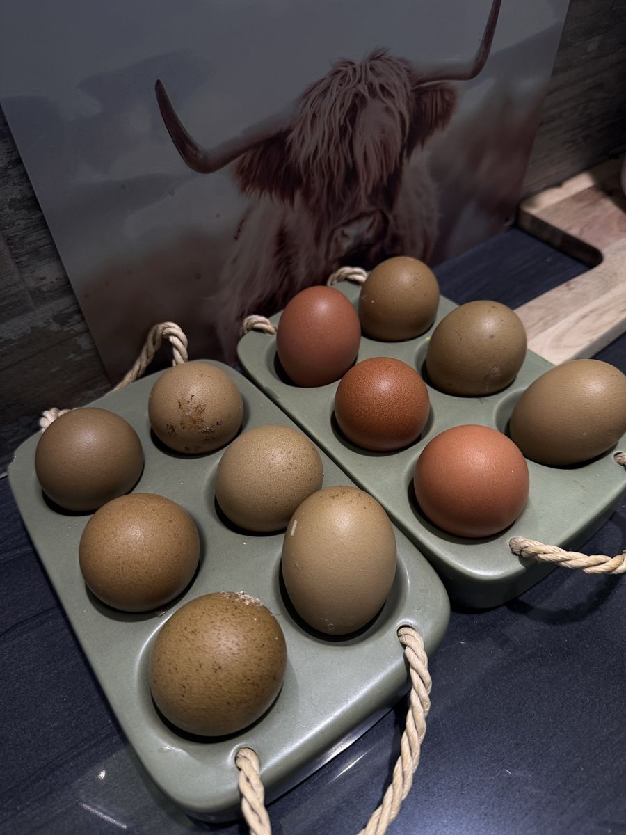 Olive egger hatching eggs