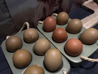 Olive egger hatching eggs