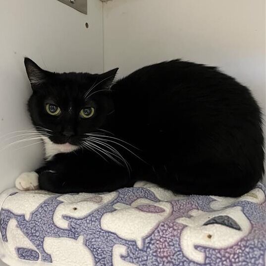 Hello my name is Spirit