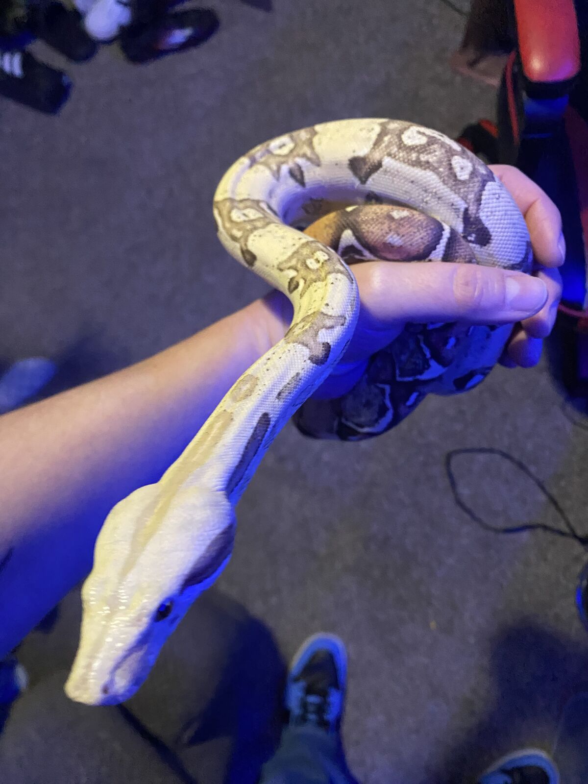 Manser Orangasm VPI T+ 100% het Anery Male boa