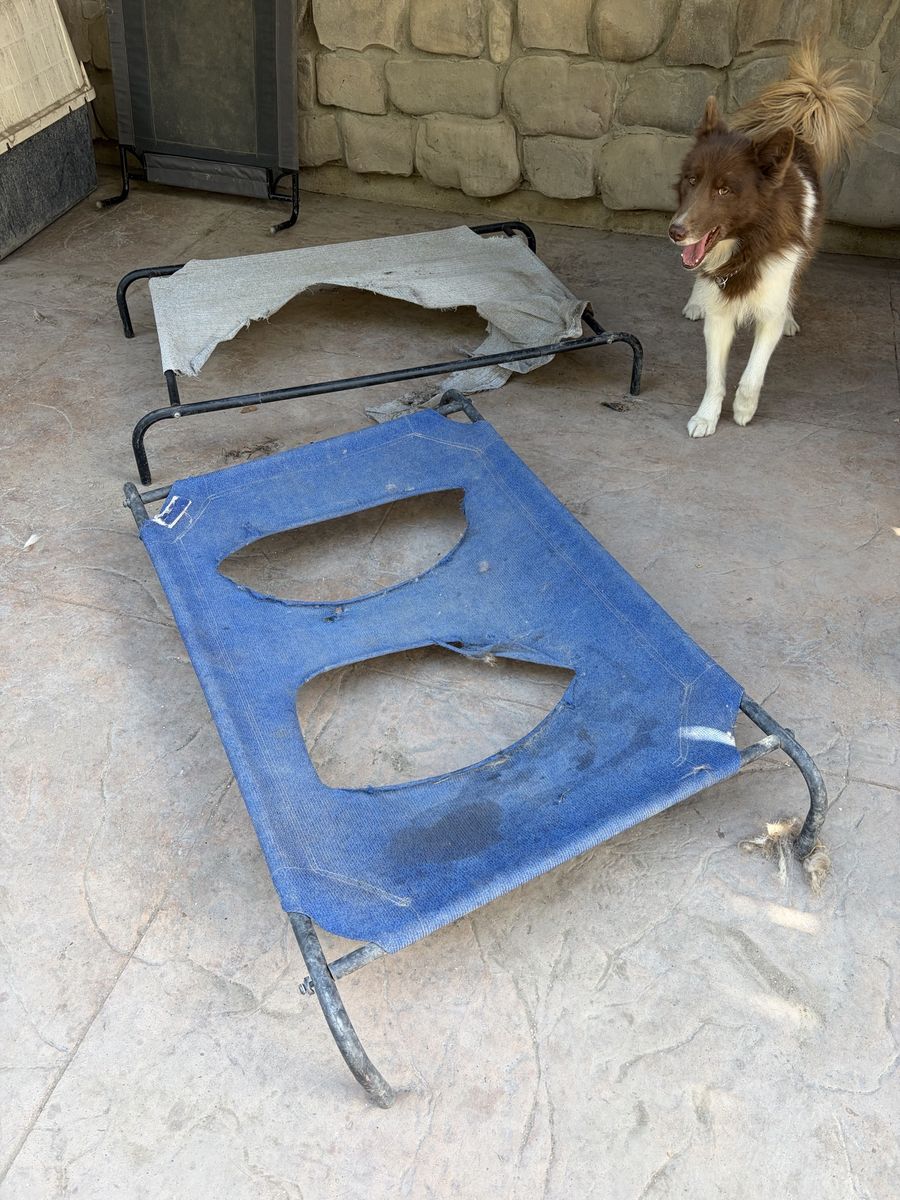 FREE Damaged Dog Bed Cots