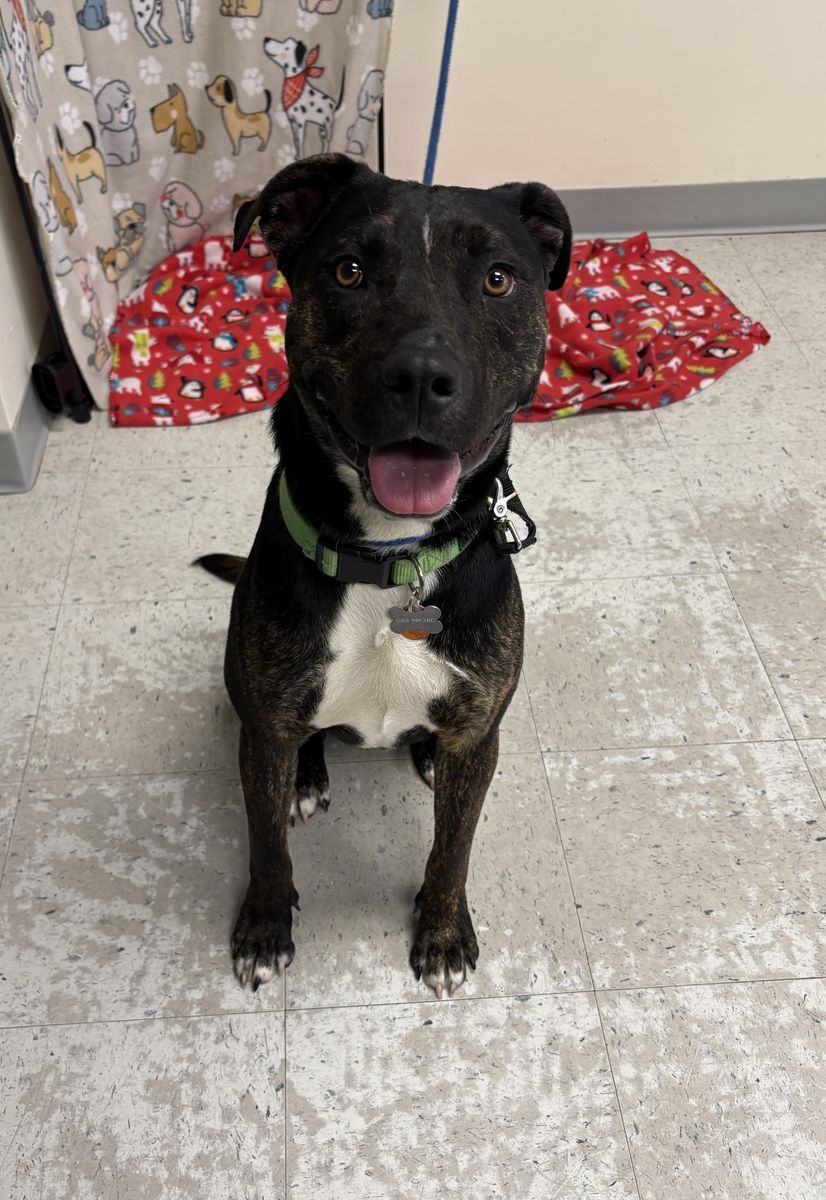 A160934 Rex is Available for Adoption!