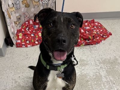 A160934 Rex is Available for Adoption!