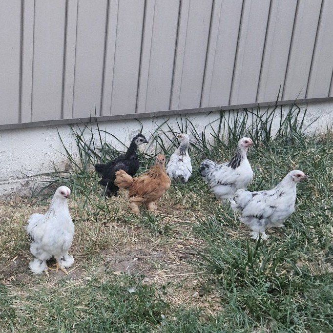 Bantam barn yard mix- chicks