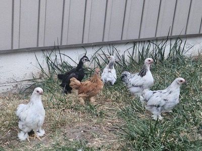 Bantam barn yard mix- chicks