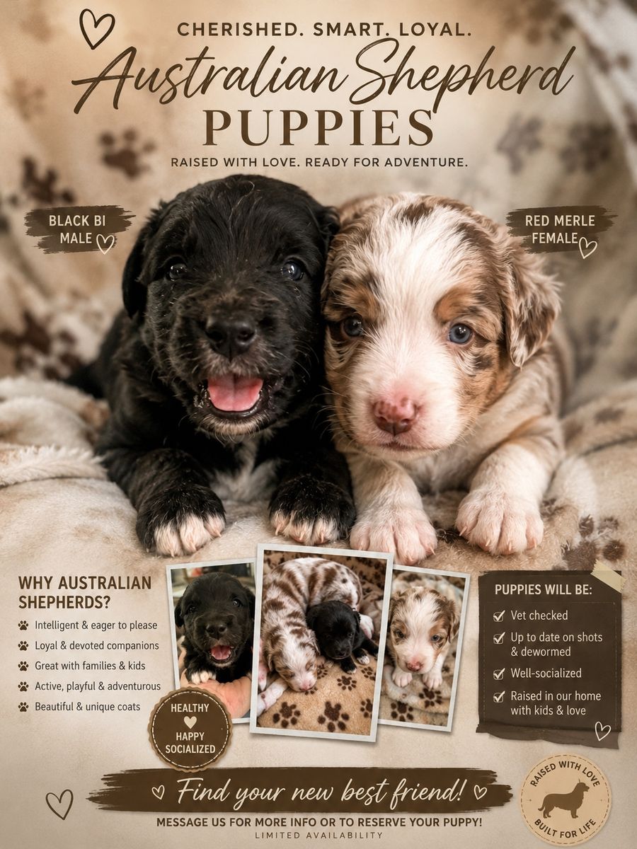 Mini/standard Australian shepherds