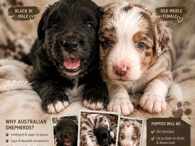 Mini/standard Australian shepherds