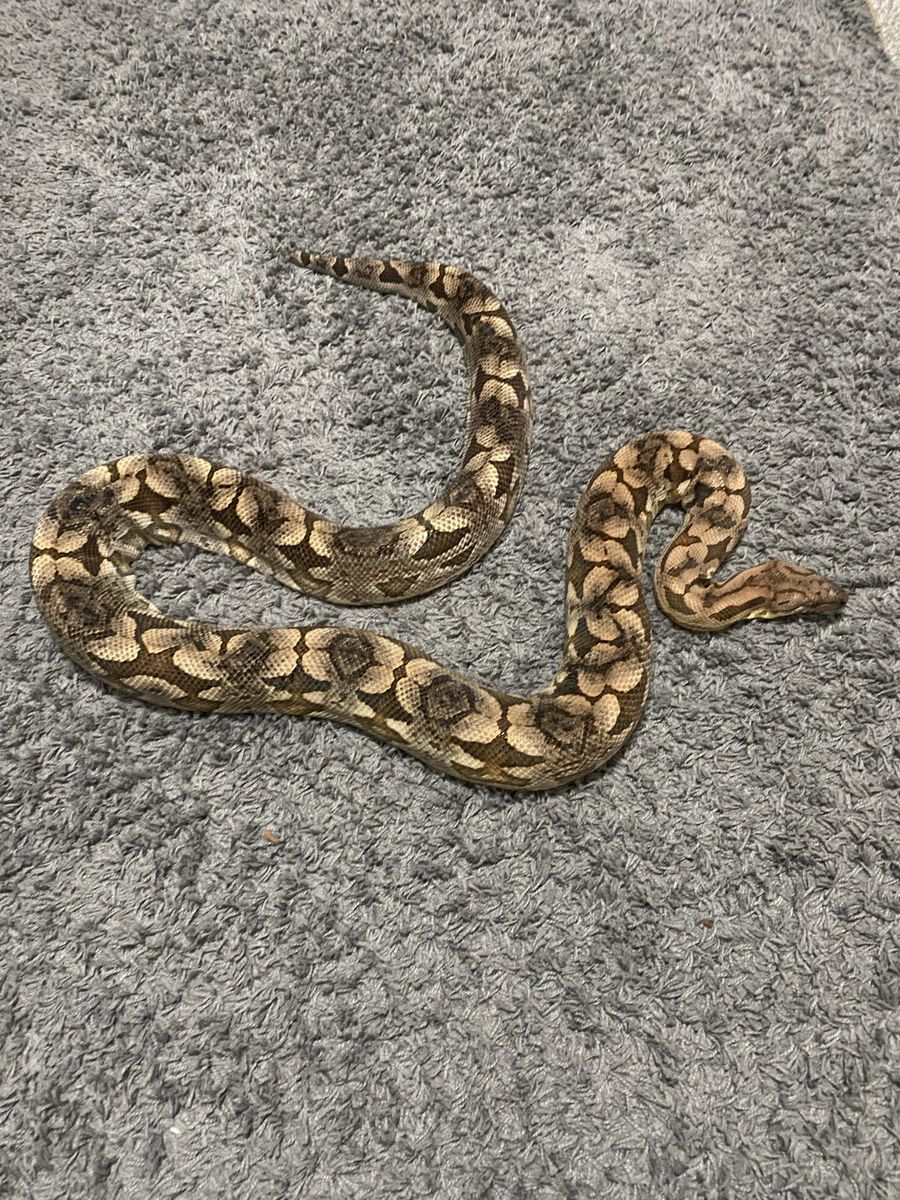 Male Dumerils Boa