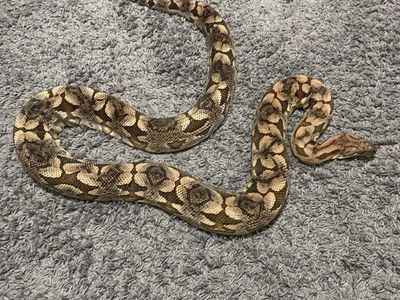 Male Dumerils Boa