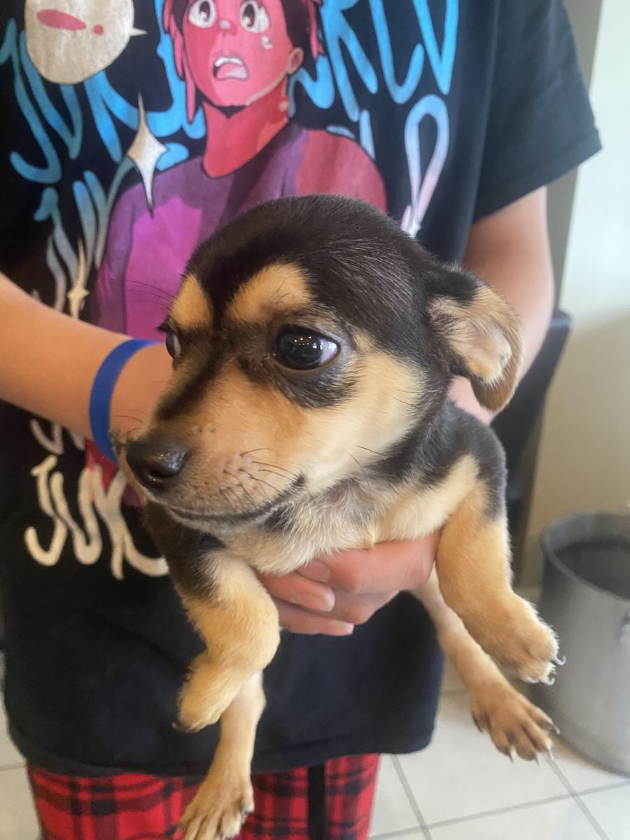 1 Chihuahua Male Puppy For Sale!
