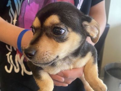 1 Chihuahua Male Puppy For Sale!
