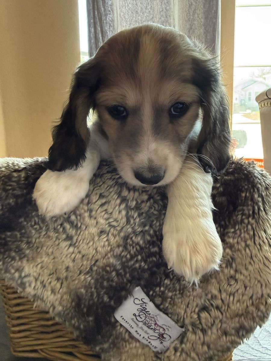 AKC long hair mini piebald Dachshund Female