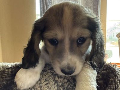 AKC long hair mini piebald Dachshund Female