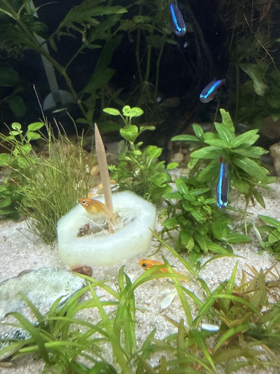 Mollie juveniles and babys