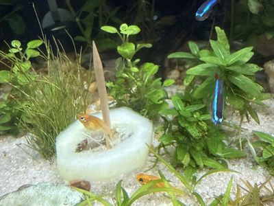 Mollie juveniles and babys