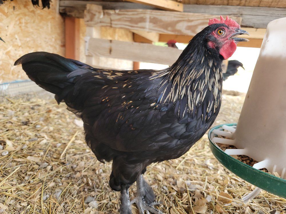 Easter Egger Young Rooster