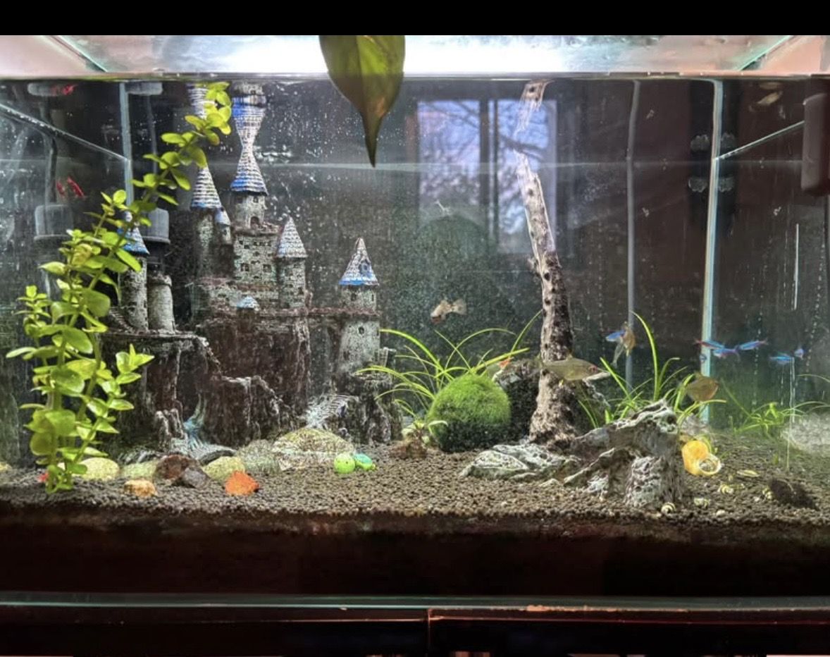 12-GALLON FULLY ESTABLISHED ECOSYSTEM AQUARIUM SETUP - EVERYTHING INCLUDED!!