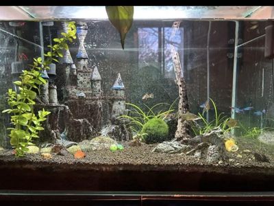 12-GALLON FULLY ESTABLISHED ECOSYSTEM AQUARIUM SETUP - EVERYTHING INCLUDED!!
