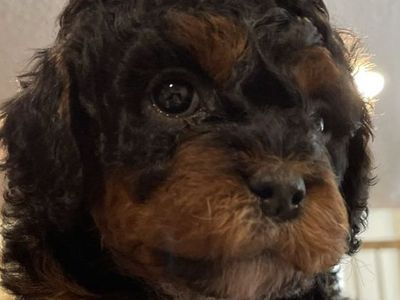 Cavapoo Hypoallergenic non-shedding 100% Clear Health