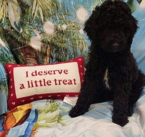 Sweet little F2 Doodle/Poodle 1 Female left