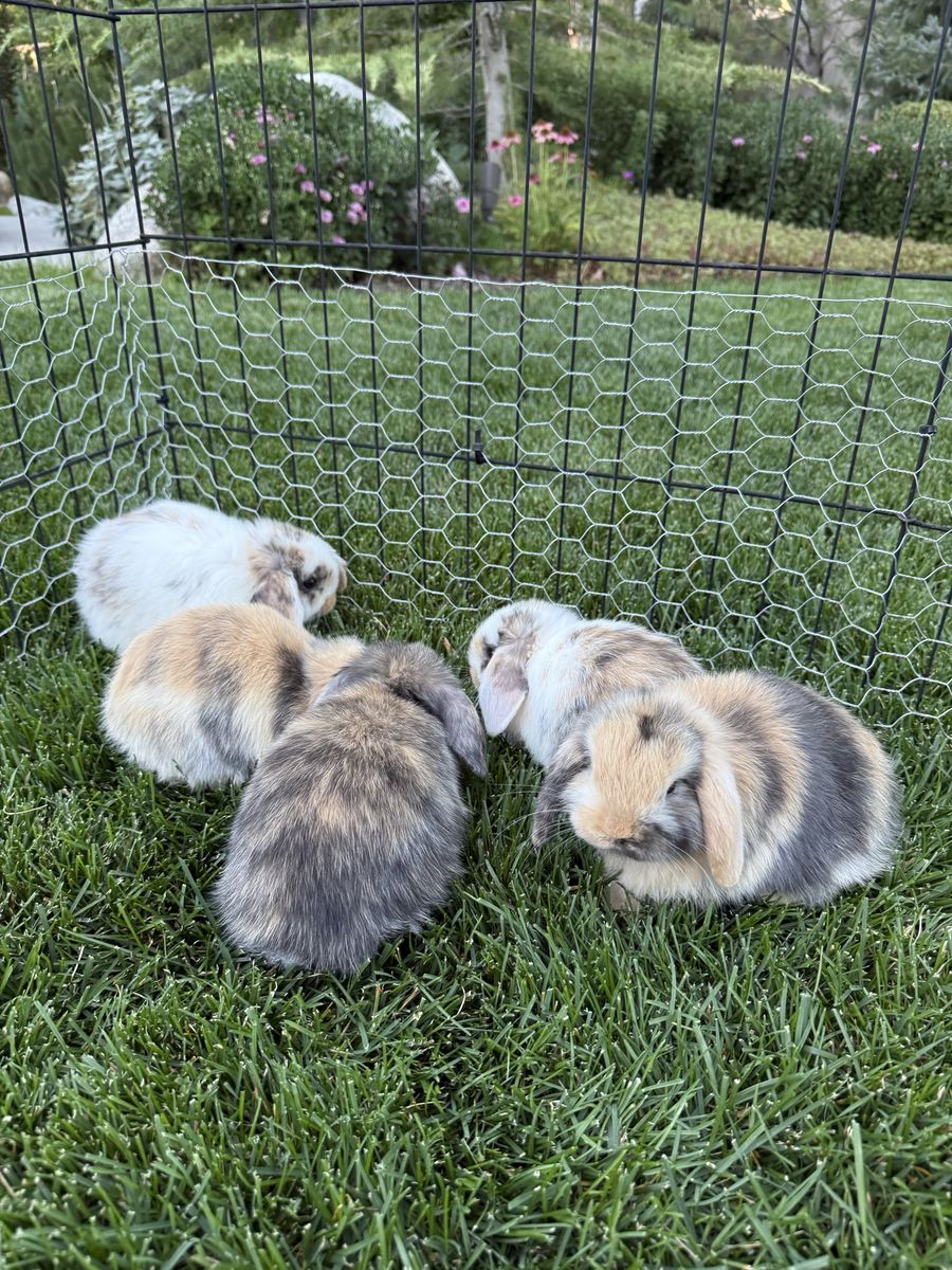 Holland Lop Bunnies