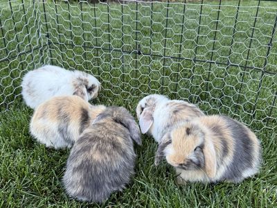 Holland Lop Bunnies